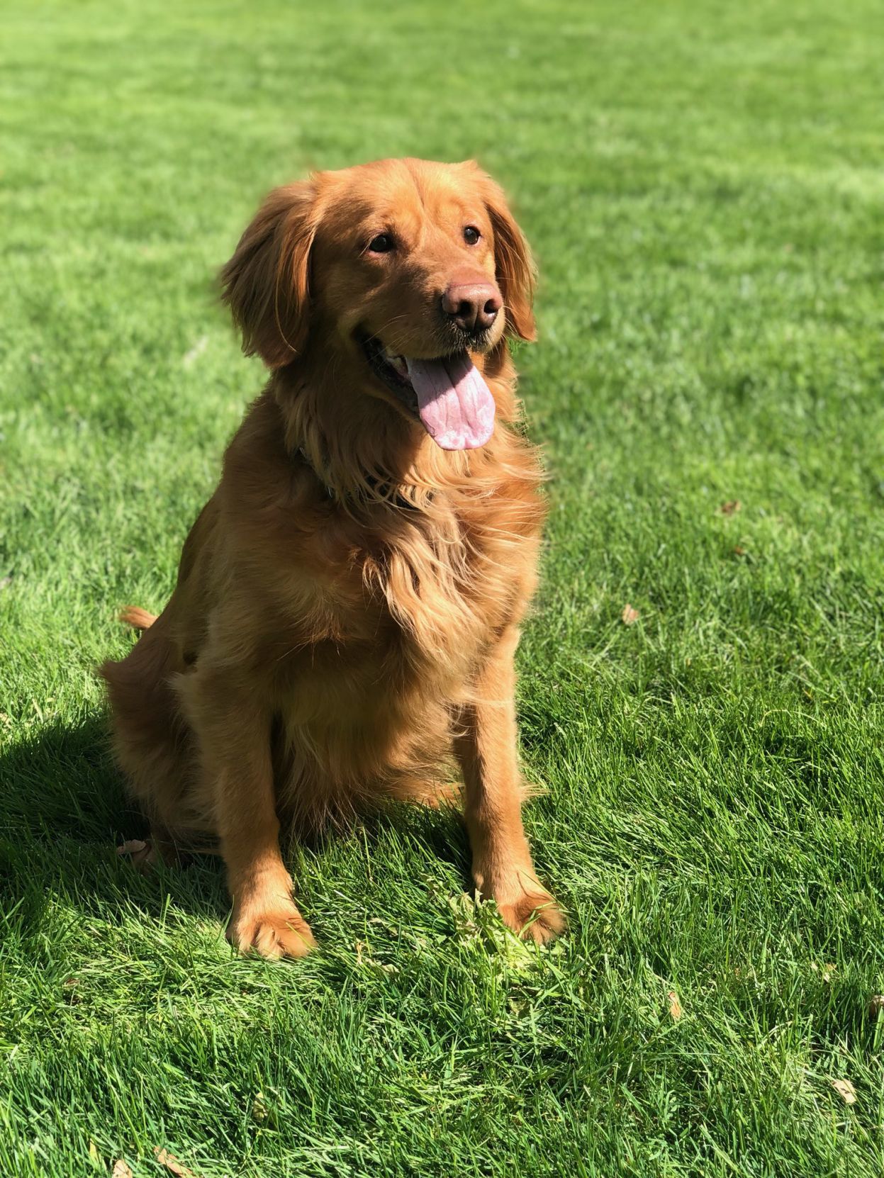 National Dog Day